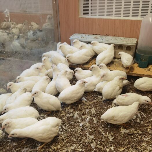 平阳县芦丁鸡成年鸡批发