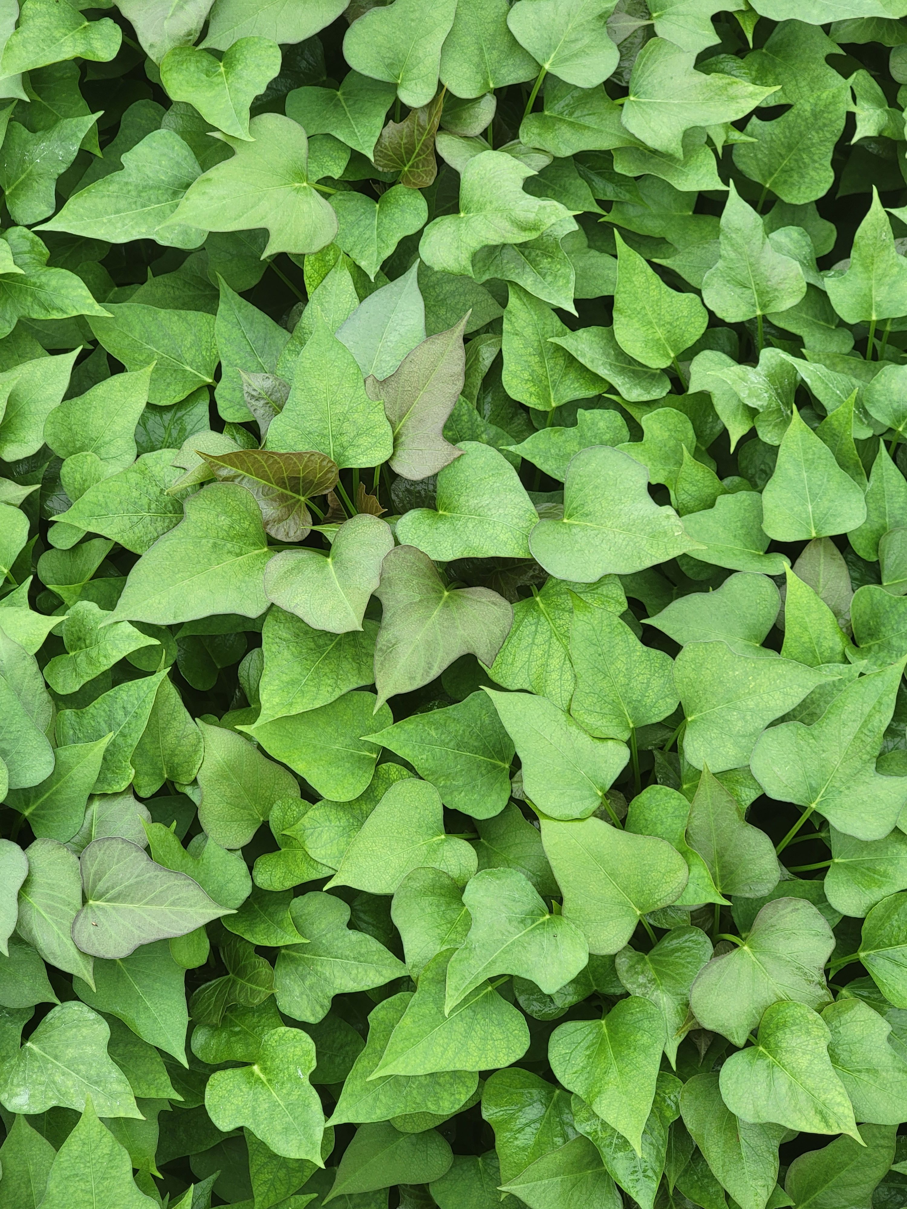 脱毒商薯19  秦薯五号  徐薯32  红薯苗