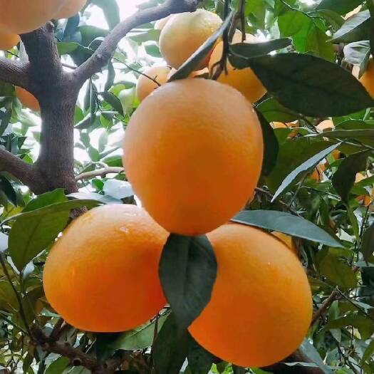 寻乌县丰富维生素营养养生纽荷尔脐橙