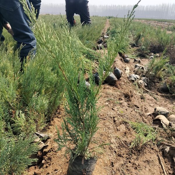 沙地柏杯苗盆装土球沙地柏营养钵沙地柏小苗30高50高40高