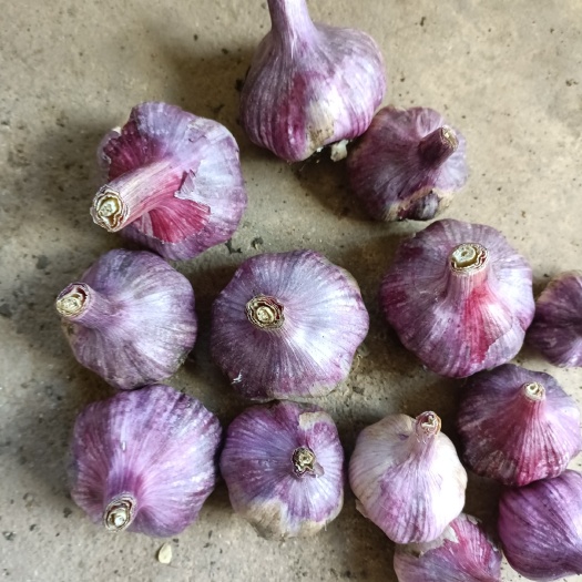 弥渡县白皮蒜