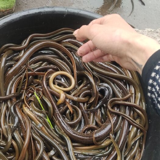 重庆市稻田土黄鳝