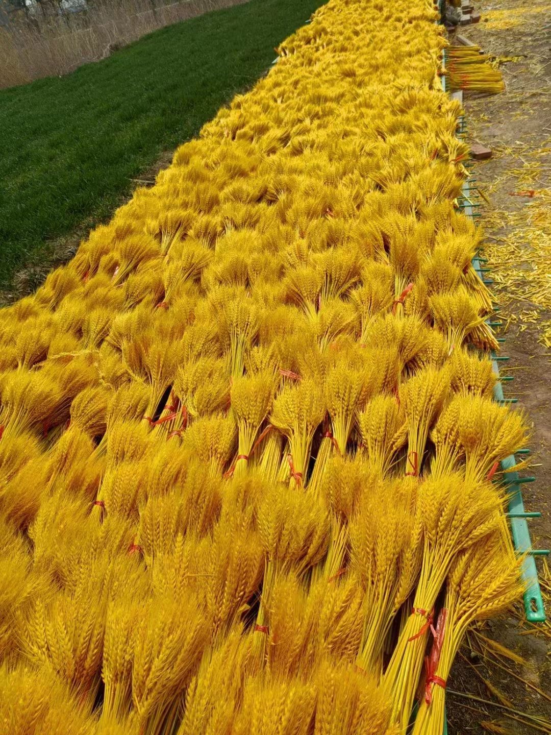 自产自销麦穗干花价格实惠量大优惠质量保证好货