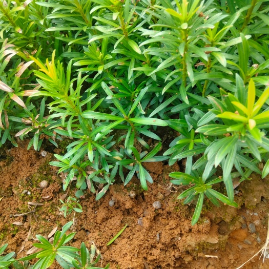 阳朔县罗汉松小苗