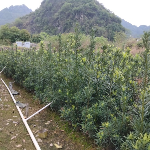 阳朔县罗汉松