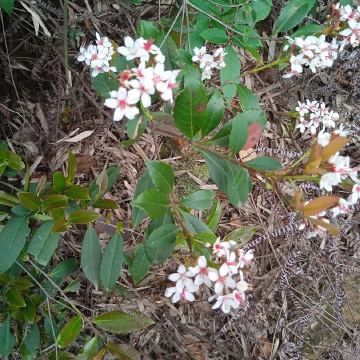 永嘉县探春花