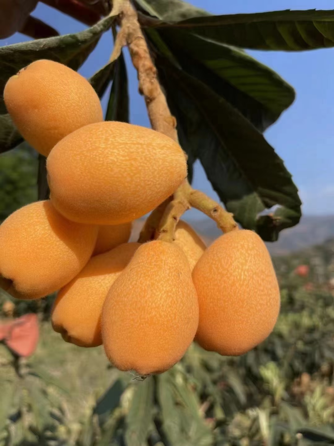 老農(nóng)人水果店