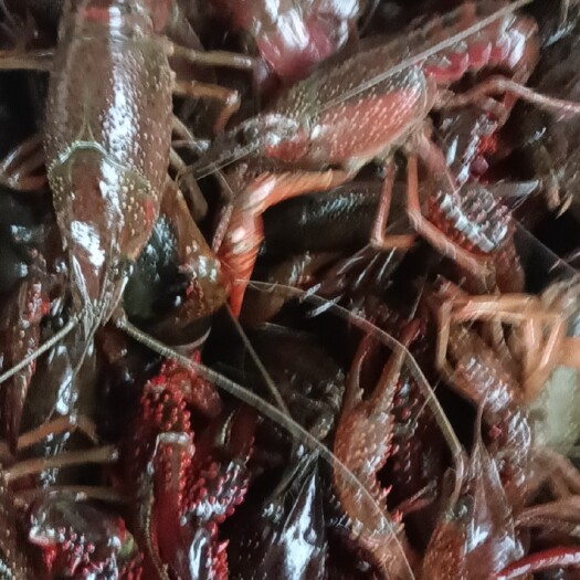 全椒县小龙虾苗，成品虾
