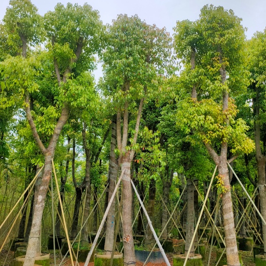 普宁市自家基地 骨架香樟树 15-18-20-25公分