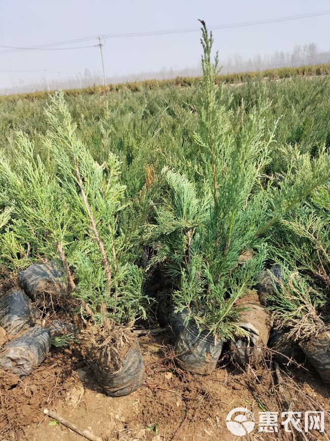 沙地柏杯苗盆装土球沙地柏营养钵沙地柏小苗30高50高40高