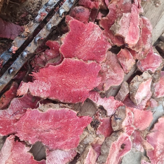 石屏县红肉土茯苓。两广最受欢迎