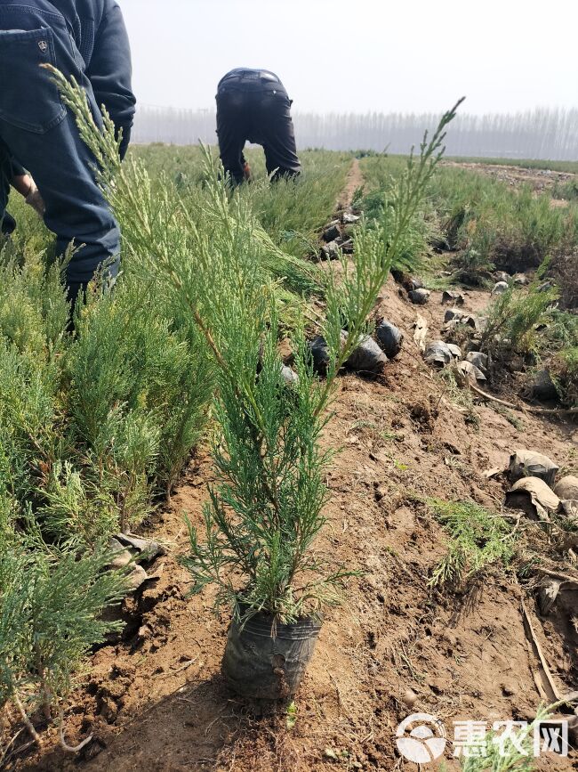 沙地柏杯苗盆装土球沙地柏营养钵沙地柏小苗30高50高40高