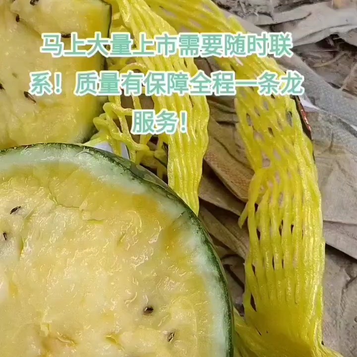 特小凤西瓜大量现货