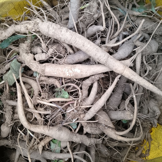 榕江县南沙参，泡参农户自挖，山货！新鲜统货。