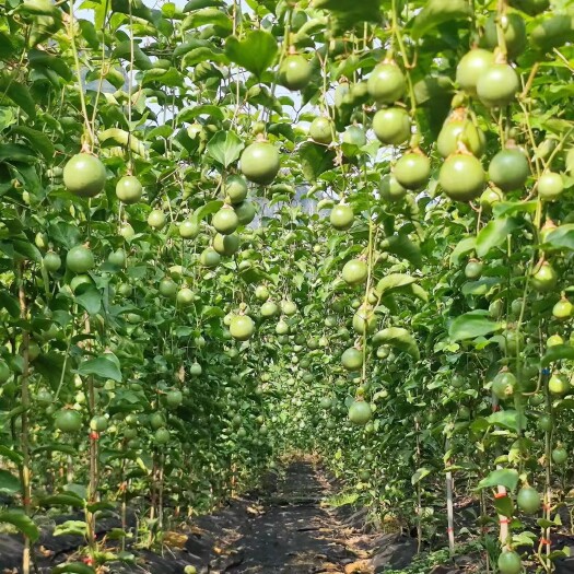 桂林钦蜜9号百香果苗