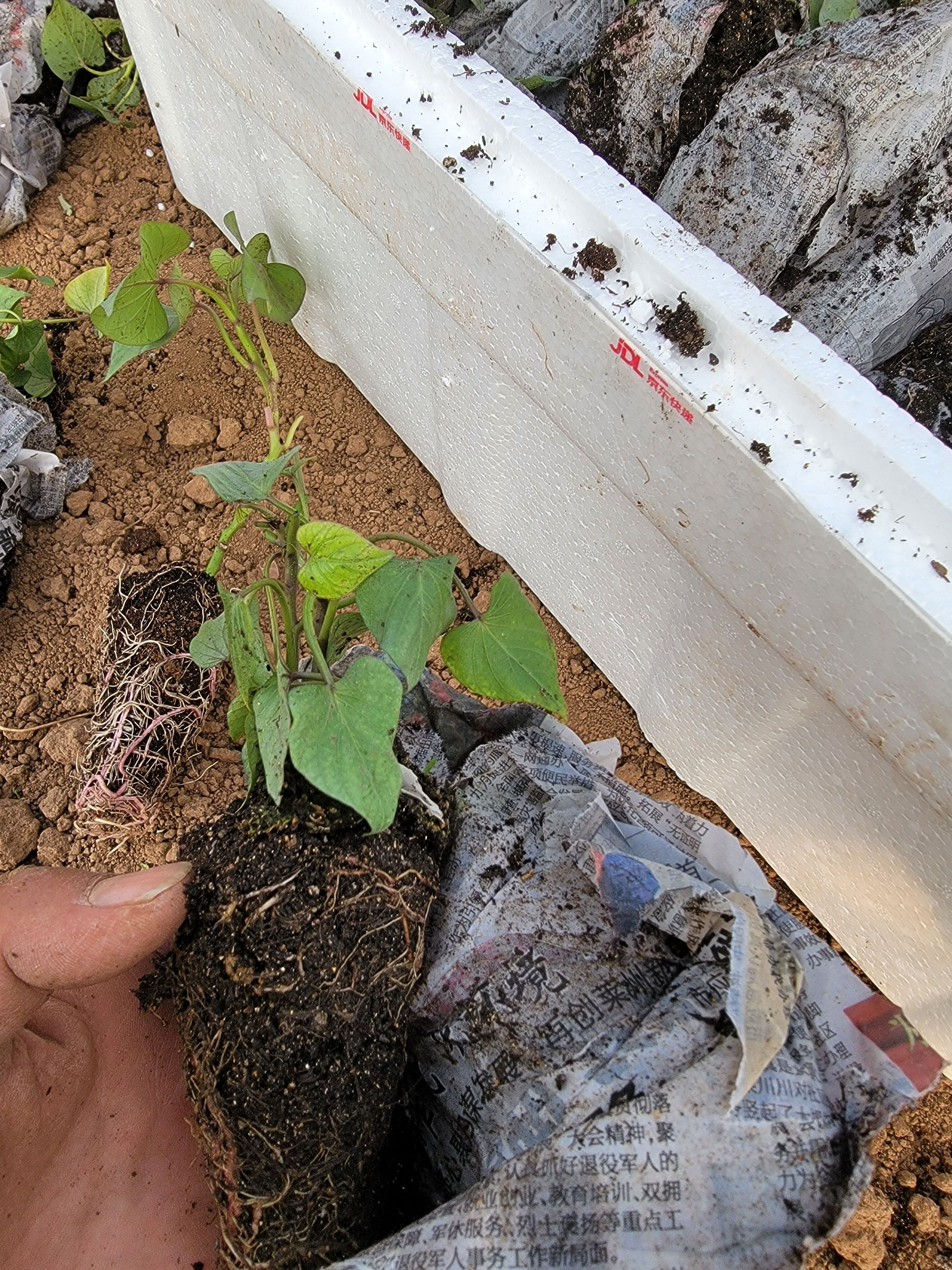 脱毒商薯19  秦薯五号  徐薯32  红薯苗