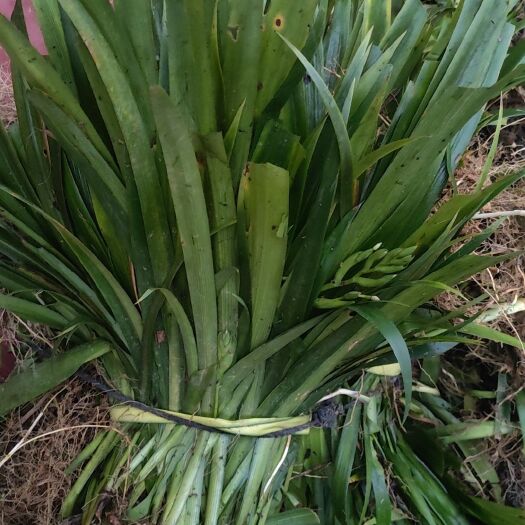 瓮安县扁竹根，莺尾，鸭儿花，豆石草，漫山遍。一手货源物美价廉