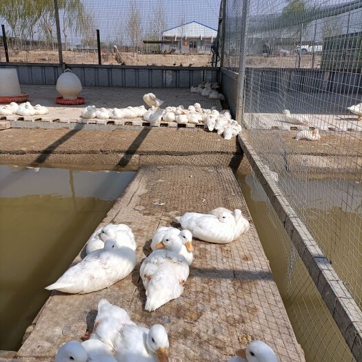 嘉祥县鸭子，柯尔鸭，大量出售，需要的联系，柯尔鸭苗，大量大量