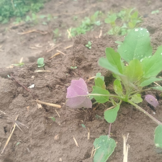 灰灰菜 野生菜一年一度吃灰灰菜的季节开始了