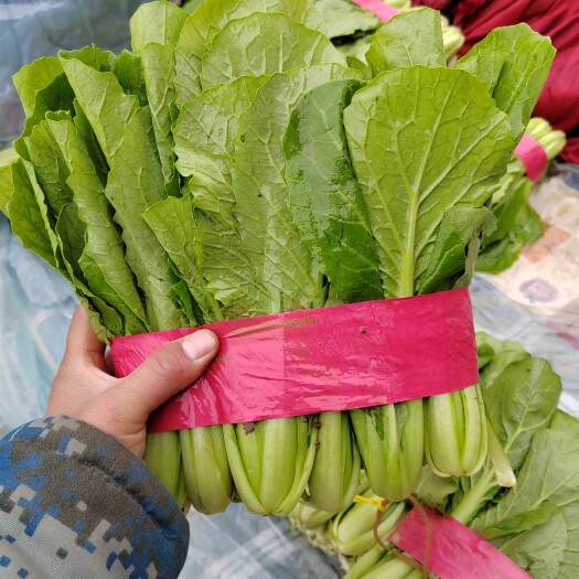 邯郸小白菜大量供应中 欢迎各地老板前来采购！！！