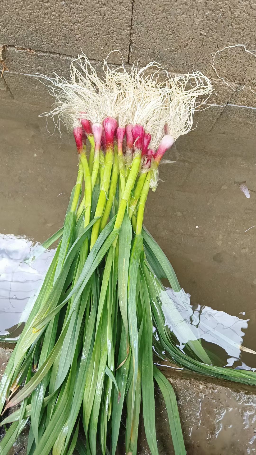 红根蒜苗