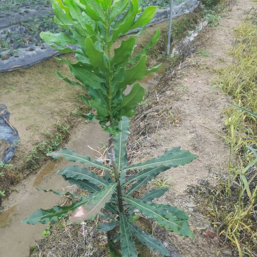 灵山县夏威夷果，桂月一号