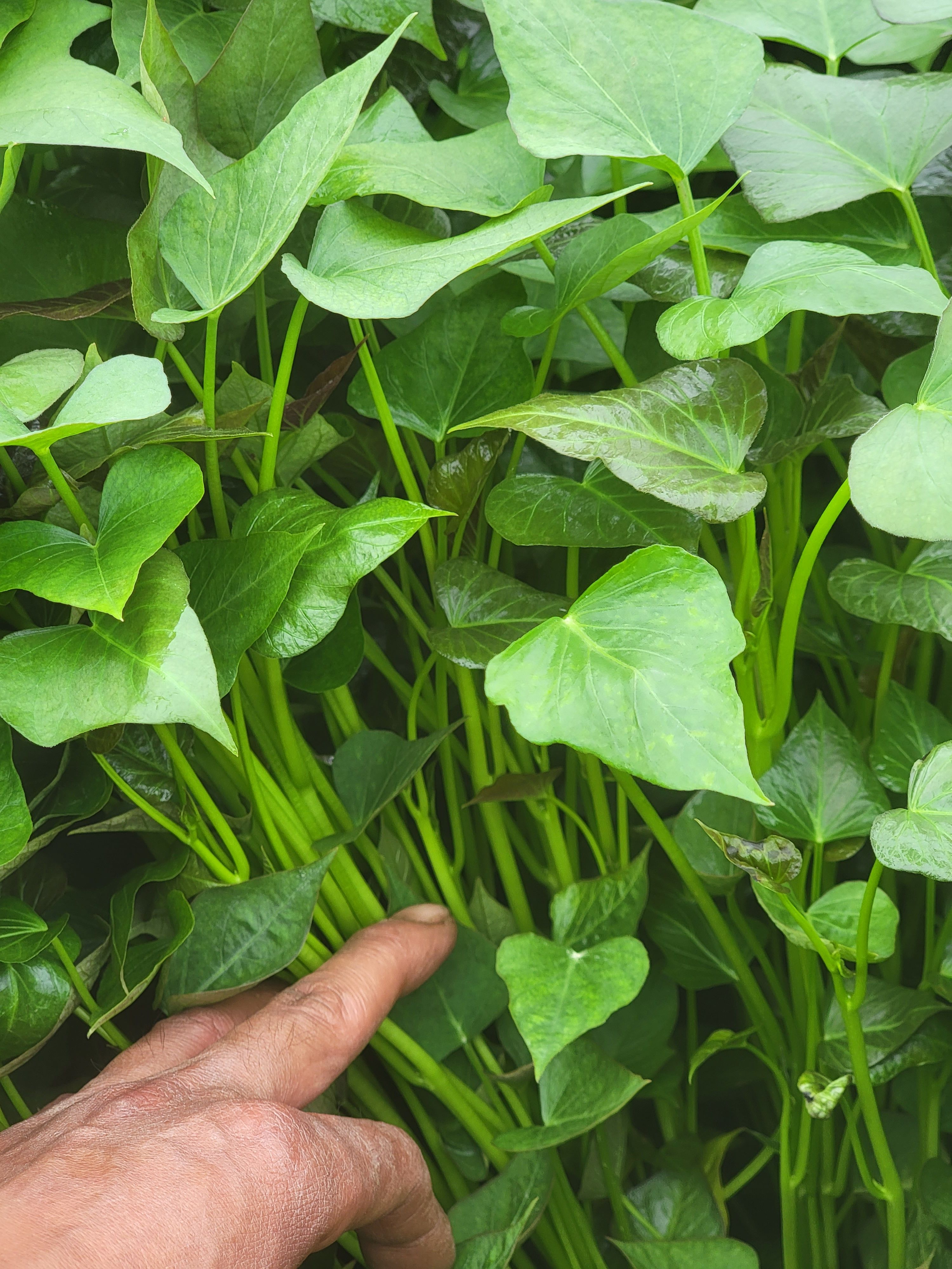 脱毒商薯19  秦薯五号  徐薯32  红薯苗