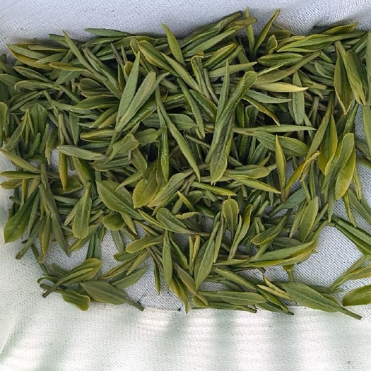 南京龙井43茶青鲜叶，单芽和一芽一叶都有，手工采摘