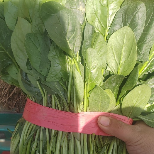邯郸菠菜  新鲜菠菜 全年有货 全国发货