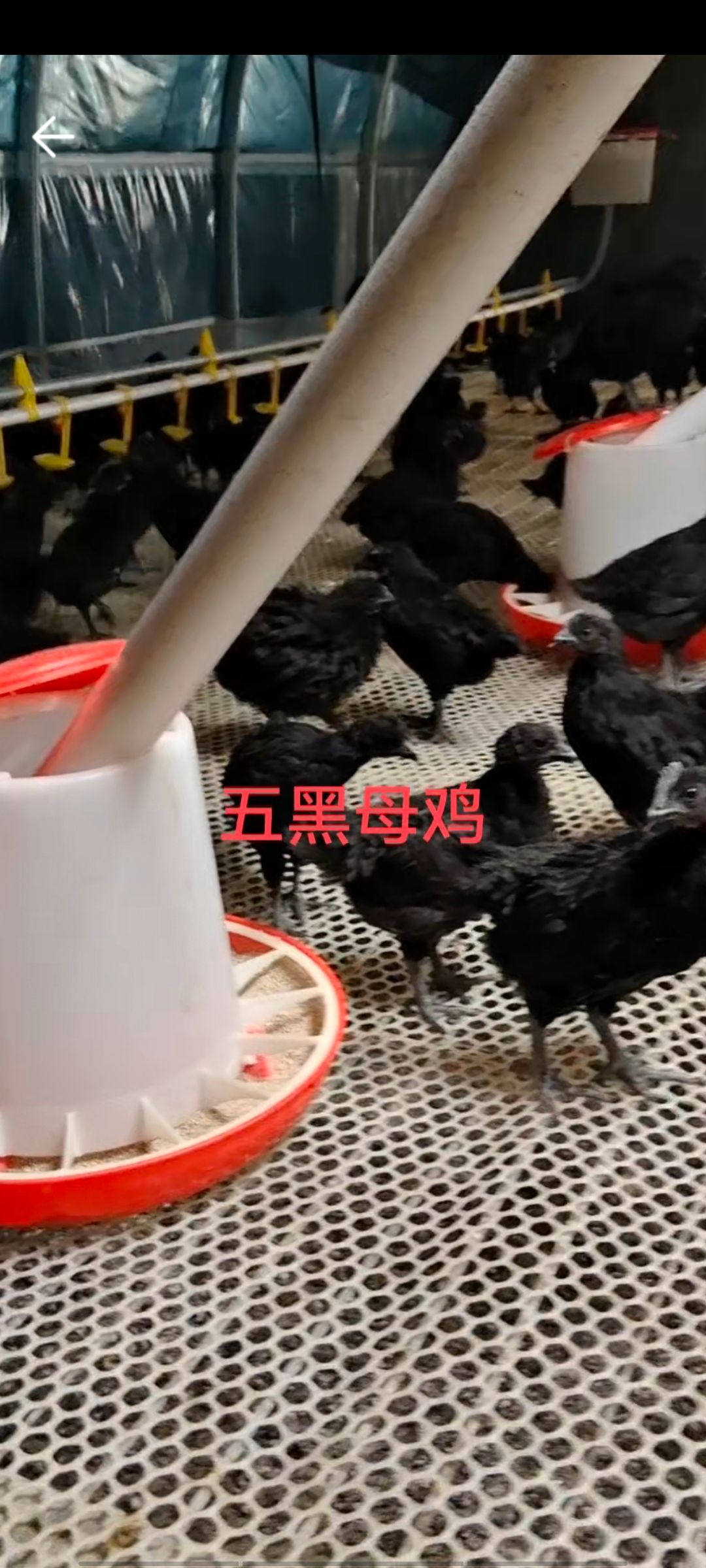 菏泽五黑鸡苗