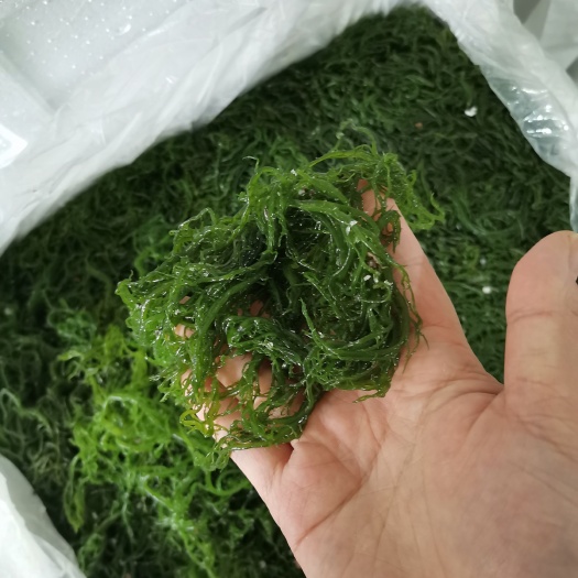 凉拌龙须菜海藻海菜厂家批发