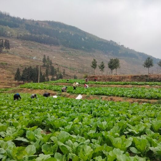 纳雍县纳雍猪场乡基地种植芥菜，酸菜原料