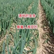万荣羊角葱