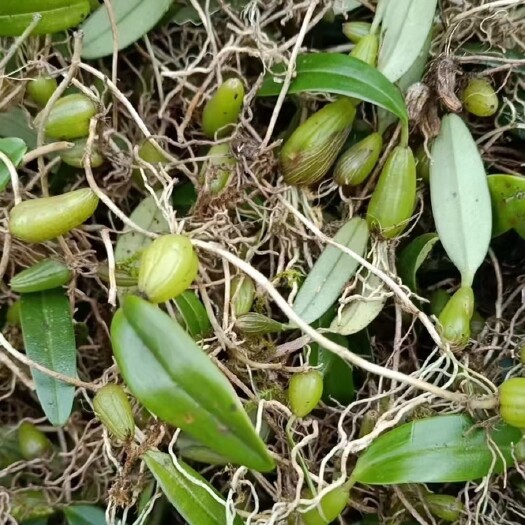 砚山县石橄榄软叶白根小果