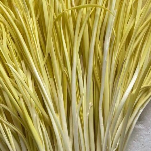 新沂市优质精品蒜黄 每天有货