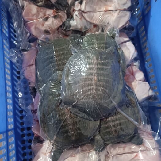 广州小甲鱼 鳖 麻辣甲鱼 辣卤甲鱼原材料