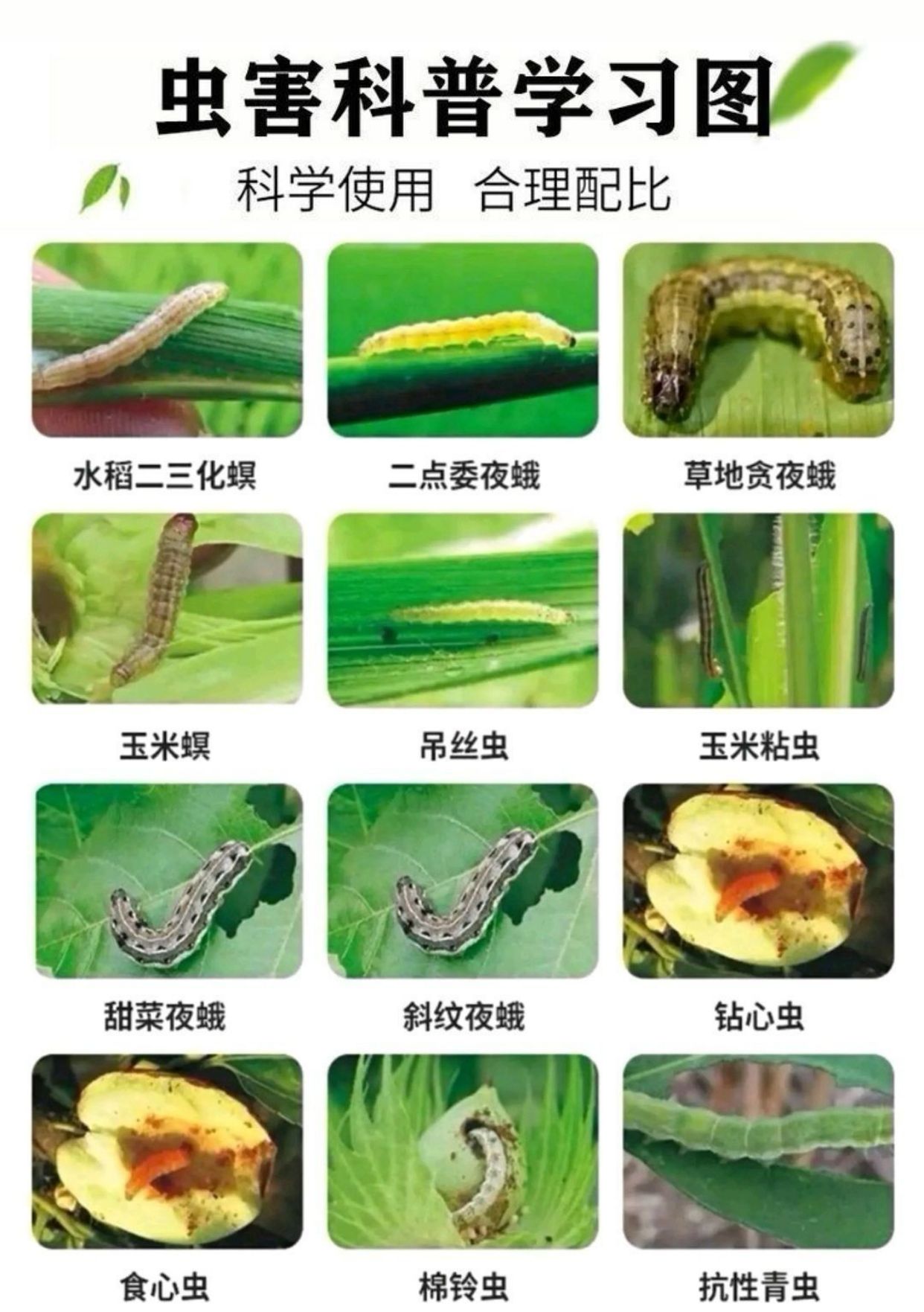 5%甲维盐蓟马钻心虫菜青虫吊丝虫棉铃虫潜叶蛾卷叶蛾广谱杀虫