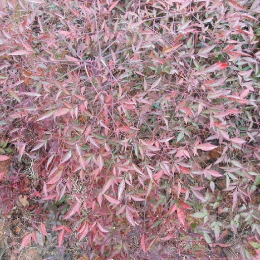 潢川县南天竹色块红叶天竹