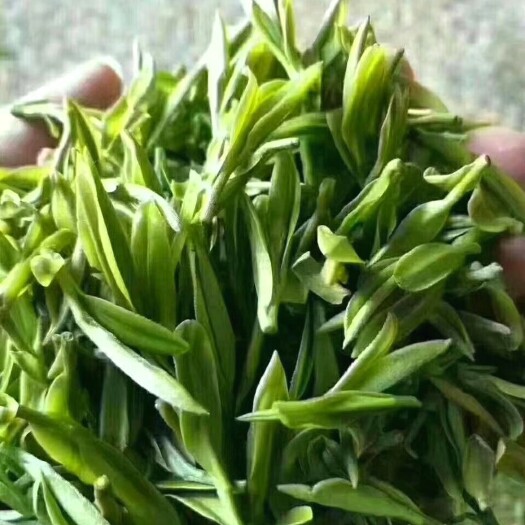 桐城市自家高山精品明前茶