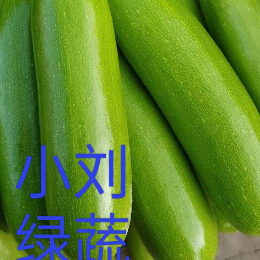 博爱县精品绿皮西葫芦 小瓜产地批发 对接全国电商 批发市场