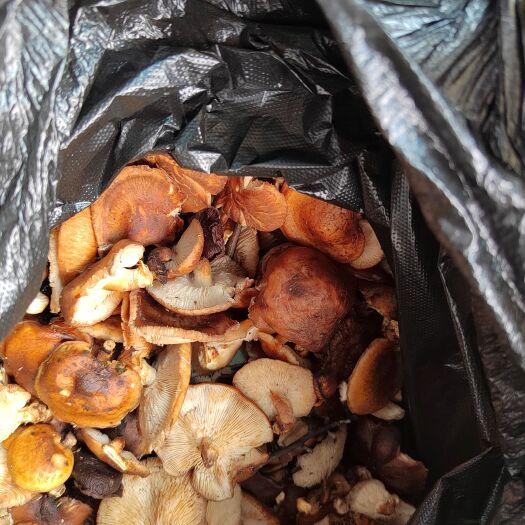 桐梓县野生新鲜马桑菌，90一斤，真空包装，提前订购