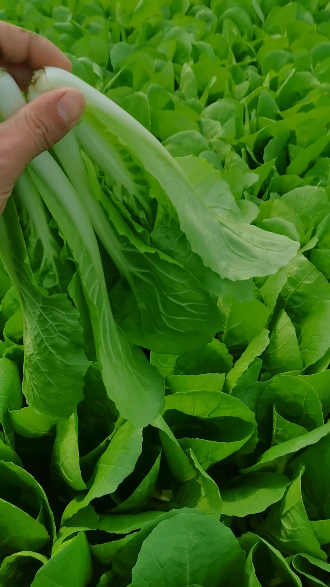 【推荐】曹县纯精品  快菜  奶白菜 大量有货  视频看货