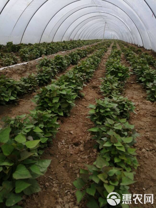 玛莎莉红薯苗哈密 西瓜红红薯苗，商薯19龙九600亩基地预定