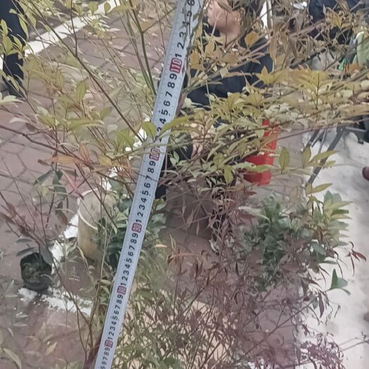 成都南天竹100-120