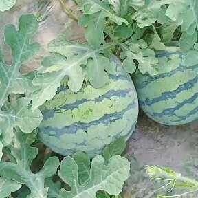 菏泽摘瓜现场