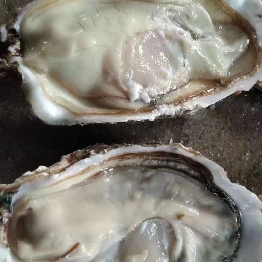 连云港精品蚝，净化蚝，三倍体