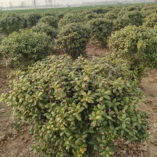 扶沟县无刺枸骨
