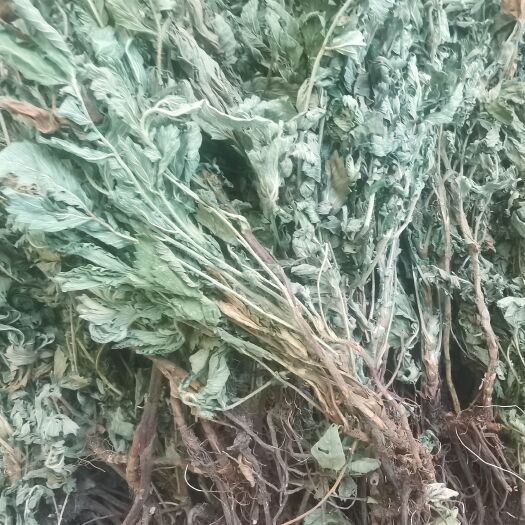 万源市仙鹤草个子中草药大量供应