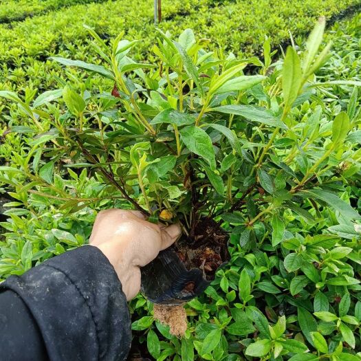 南靖县自家种植大量毛杜鹃