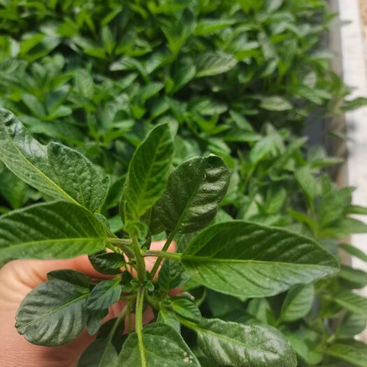 石林县人参果一代脱毒苗